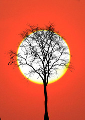 silhouette tree on sunset