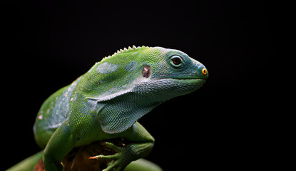 Lizard Gecko Reptile wildlife dragon