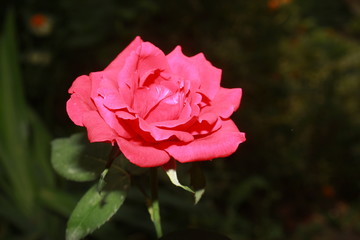 Beautiful Pink rose on dark background close up.