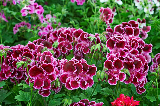 Flowering Pelargoniums 'Margaret Soley' in a flower border