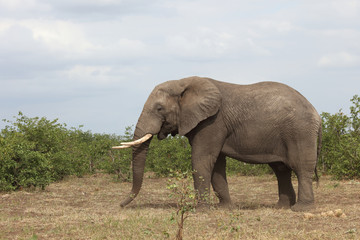 Afrikanischer Elefant / African elephant / Loxodonta africana