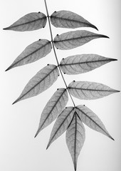 leaf on white background