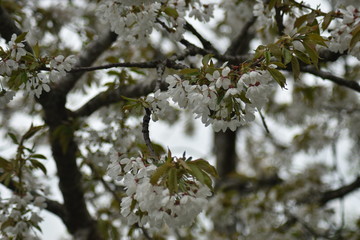 Obstblüte Baum