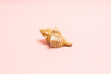 Summer concept with natural sea shell on pink background. Marine souvenir