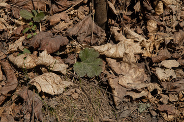 the first living leaf in spring