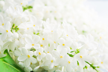 Spring and summer concept with white light fresh aroma lilac. Fragrance concept background. Beautiful blossom springtime. Interior decoration. Closeup view