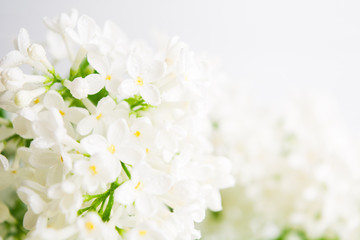 Spring and summer concept with white light fresh aroma lilac. Fragrance concept background. Beautiful blossom springtime. Interior decoration. Closeup view