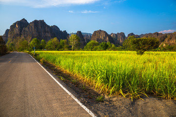 Sugar Cane Farm View at Phitsanulok, Thailand