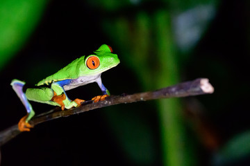 red eyed tree frog on a plant