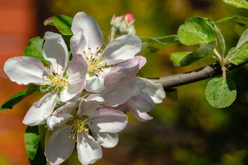 Close-up graceful twig of apple tree with delicate pink blossoms against blurred green garden and brick. Selective focus. Bright sunny  spring theme for any design