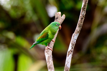 orange chinned parakeet perched on a branch