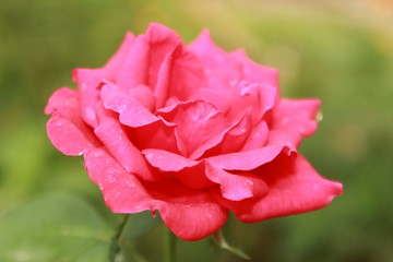 Bright pink rose close up