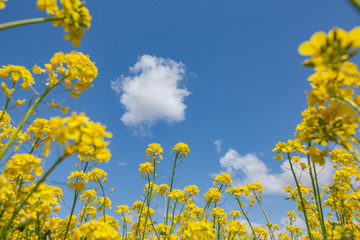 菜の花と青空と雲