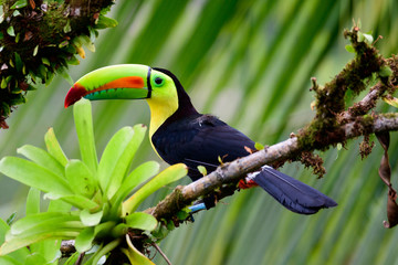 Keel billed Toucan in a tree