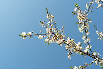 Blooming cherry tree branches