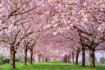 Poster Im Rahmen Eine Reihe von Kirschblütenbäumen Chikuma River Park, Stadt Obuse, Präfektur Nagano © omune