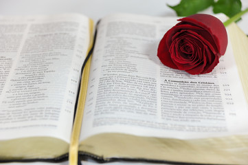 Fototapeta na wymiar Open Bible in close-up with beautiful red rose flower. Isolated on white background.