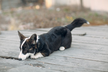 Corgi welsh cardigan puppy dog