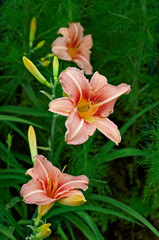Flowering Hemerocallis 'Stoke Poges' in a country garden