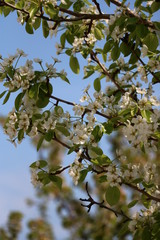 flowering branches of cherry  in May