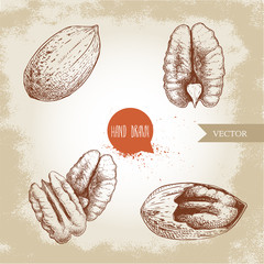 Pecan nuts set. Peeled core and whole shell. Hand drawn sketch style vector collection. Organic exotic food illustrations isolated on retro background.