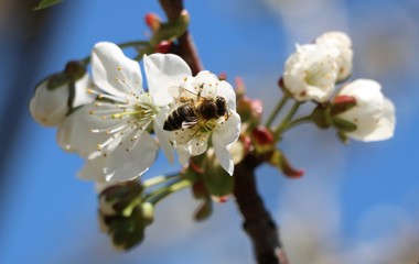 wasps pollinating spring cherry flowers