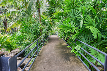bridge in the forest