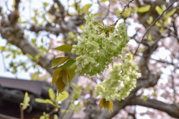 桜と御衣黄桜