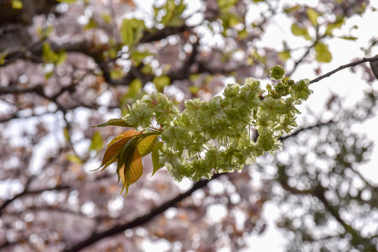 桜と御衣黄桜