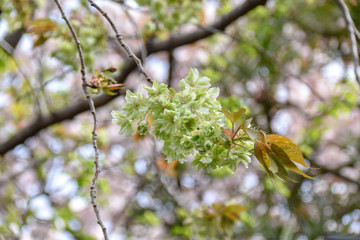 桜と御衣黄桜