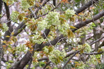 桜と御衣黄桜