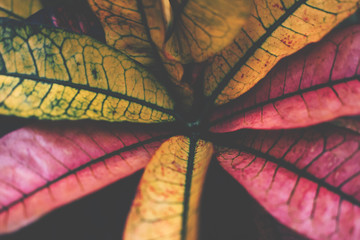 Beautiful croton flower © Nataliya