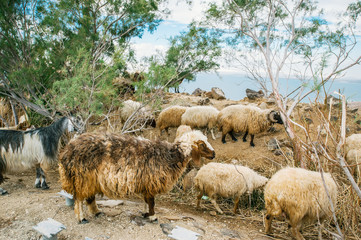 Group of sheep are on pasture