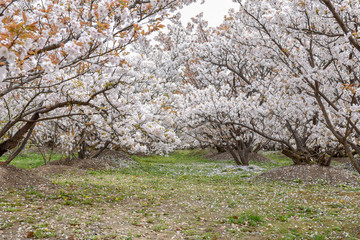 桜と御衣黄桜