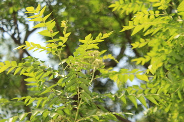 Close up of Curry leaf . curry tree (Murraya koenigii) also known as sweet neem or kadi patta or curry vepila, is a tropical to sub-tropical tree in the family Rutaceae .