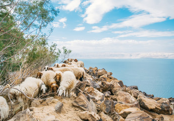 Beautiful sheeps grazing on the pasture in Jordan mountain