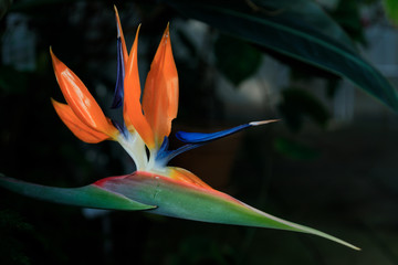 Fototapeta na wymiar Paradiesvogelblume Strelitzia reginae