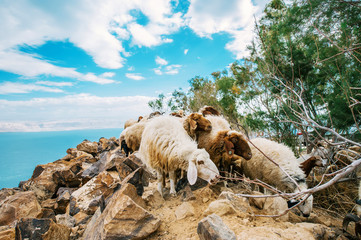 Flock of Sheep on stones behind Dead sea
