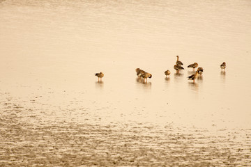 曽根干潟で遊ぶ野鳥【福岡県北九州市】