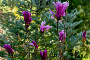 Lot of large pink flowers and buds Magnolia Susan (Magnolia liliiflora x Magnolia stellata) on green blurred spring garden. Selective focus. Nature concept for spring design