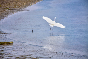 曽根干潟で遊ぶ野鳥【福岡県北九州市】