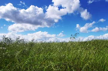 Green wheat field undercloud sky