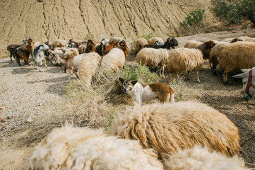 Sheepdog herding a flock of sheep on a midday sun.