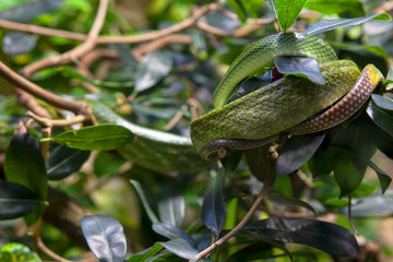 jungle wild nature with snakes and green leaves