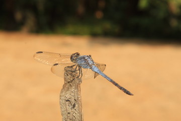 Dragonfly, Macro dragonfly, dragon fly , insect, animal, nature,wildlife,macro,bug