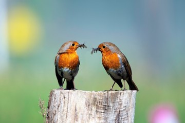 What did one robin say to the other robin?