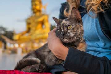 Serious temple cat sitting on the knees with blurred Buddha statue on background