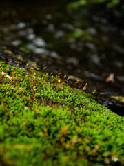 水の営み　Water surface Moss nagasaki kamigoto