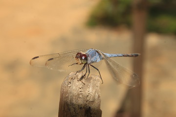 Dragonfly of India,Insect closeup.