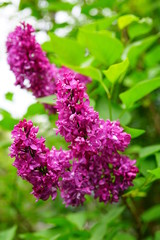 Purple flower clusters of fragrant lilac (syringa) © eqroy